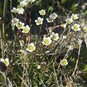 a stand of yellow flowers clustered together